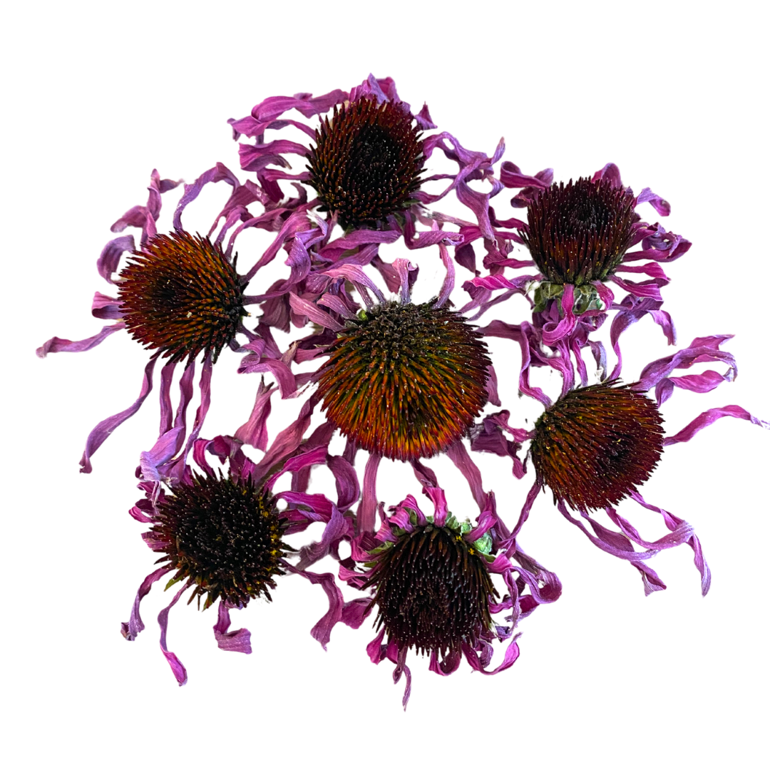 PLF Echinacea
